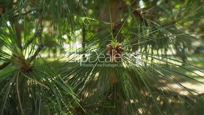Pine Tree 001