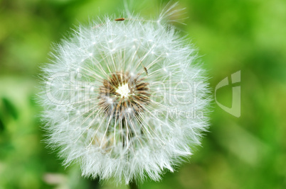 Dandelion