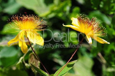 Wild yellow flowers