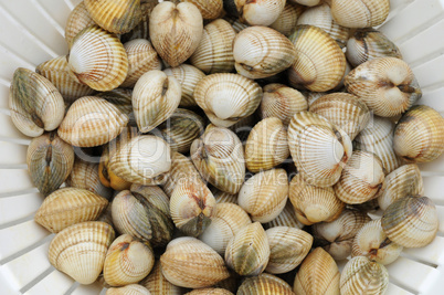 cockles on the Trouville market in Normandy
