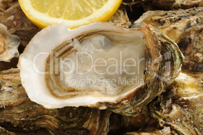 close up of a oysters and lemon