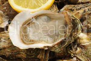 close up of a oysters and lemon