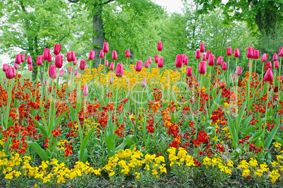 A closeup of tulips, blooming in a garden. Colorful flowers