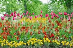 A closeup of tulips, blooming in a garden. Colorful flowers