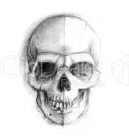 Drawing human skull