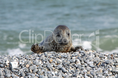 Kegelrobbe auf Helgoland