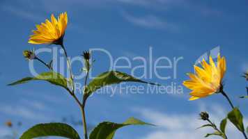 Sunflower - Sonnenblume