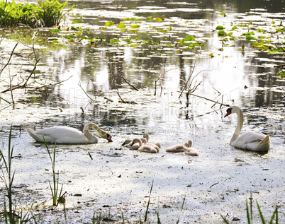 Swan Family