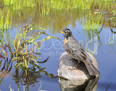 American Robin