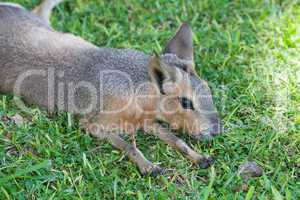 Patagonian mara lying on the green grass