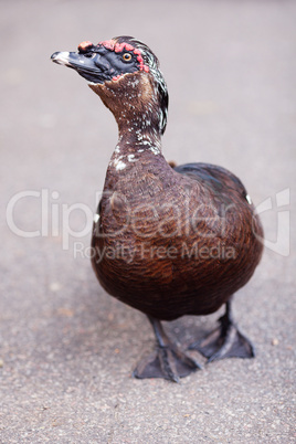 duck walking down the path at the zoo