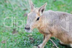 Patagonian mara lying on the green grass