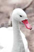 portrait of a beautiful white goose