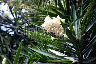 white flowers on a background of green tree branches