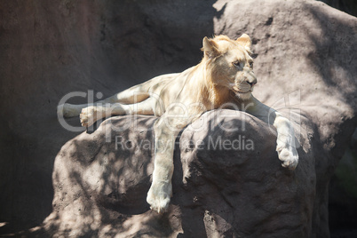 White lion resting in the shade at the zoo