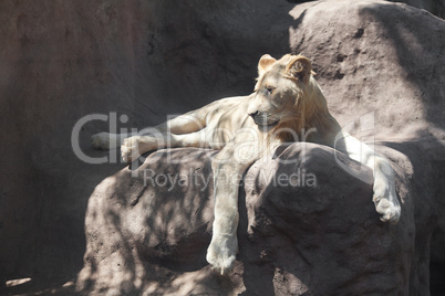 White lion resting in the shade at the zoo