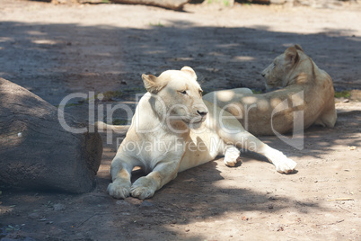 White lion resting in the shade at the zoo