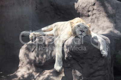 White lion resting in the shade at the zoo