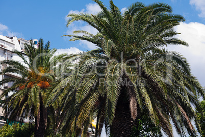 palm tree on the background southern blue sky