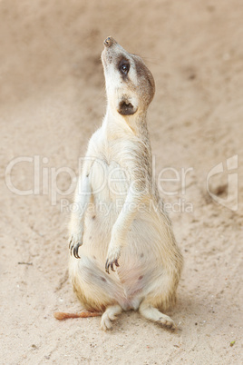 portrait of a beautiful suricata at the zoo