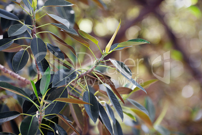 branch of ficus  against a background of trees