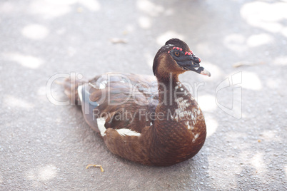 duck walking down the path at the zoo