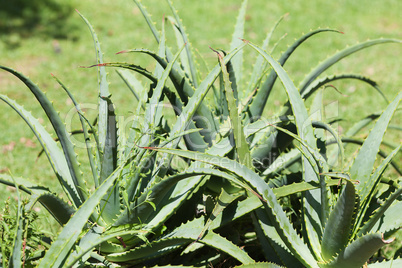 aloe on the background of green grass