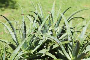 aloe on the background of green grass