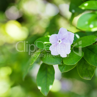 white flowers on a background of green tree branches