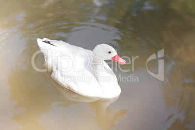 white goose floating in the water