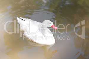 white goose floating in the water