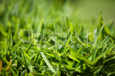 background of lush green grass