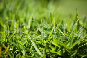 background of lush green grass