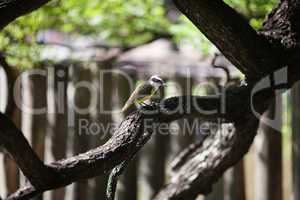 bird sitting on a tree jacaranda