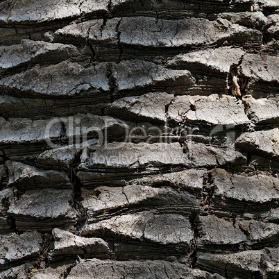 background of palm bark