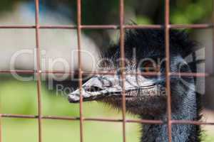 Portrait of an ostrich behind bars in a zoo