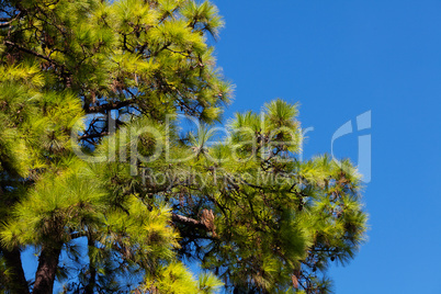 pine tree against the blue sky