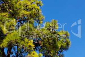 pine tree against the blue sky