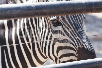 zebra in an open cage at the zoo
