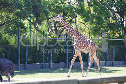 giraffe in an open cage at the zoo