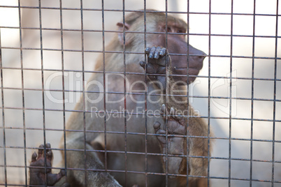 monkey behind bars in a zoo