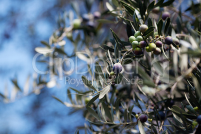 branch of juicy green olives