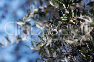 branch of juicy green olives