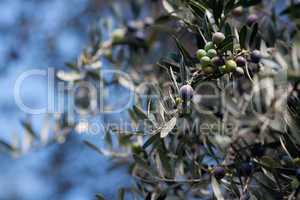 branch of juicy green olives
