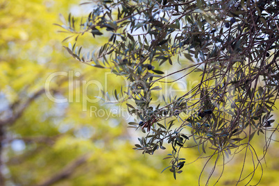 branch of juicy green olives