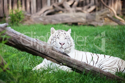 white tiger in an open cage at the zoo
