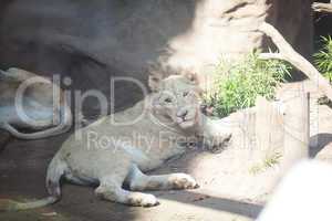 White lion resting in the shade at the zoo