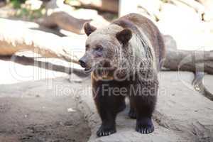 brown bear in an open cage at the zoo