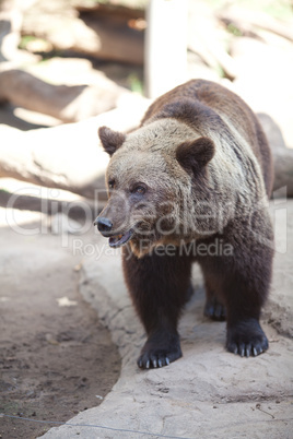 brown bear in an open cage at the zoo