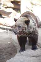brown bear in an open cage at the zoo